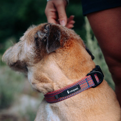 Del Día Dog Collar